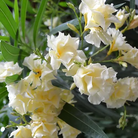 Oleander Otel Manavgat